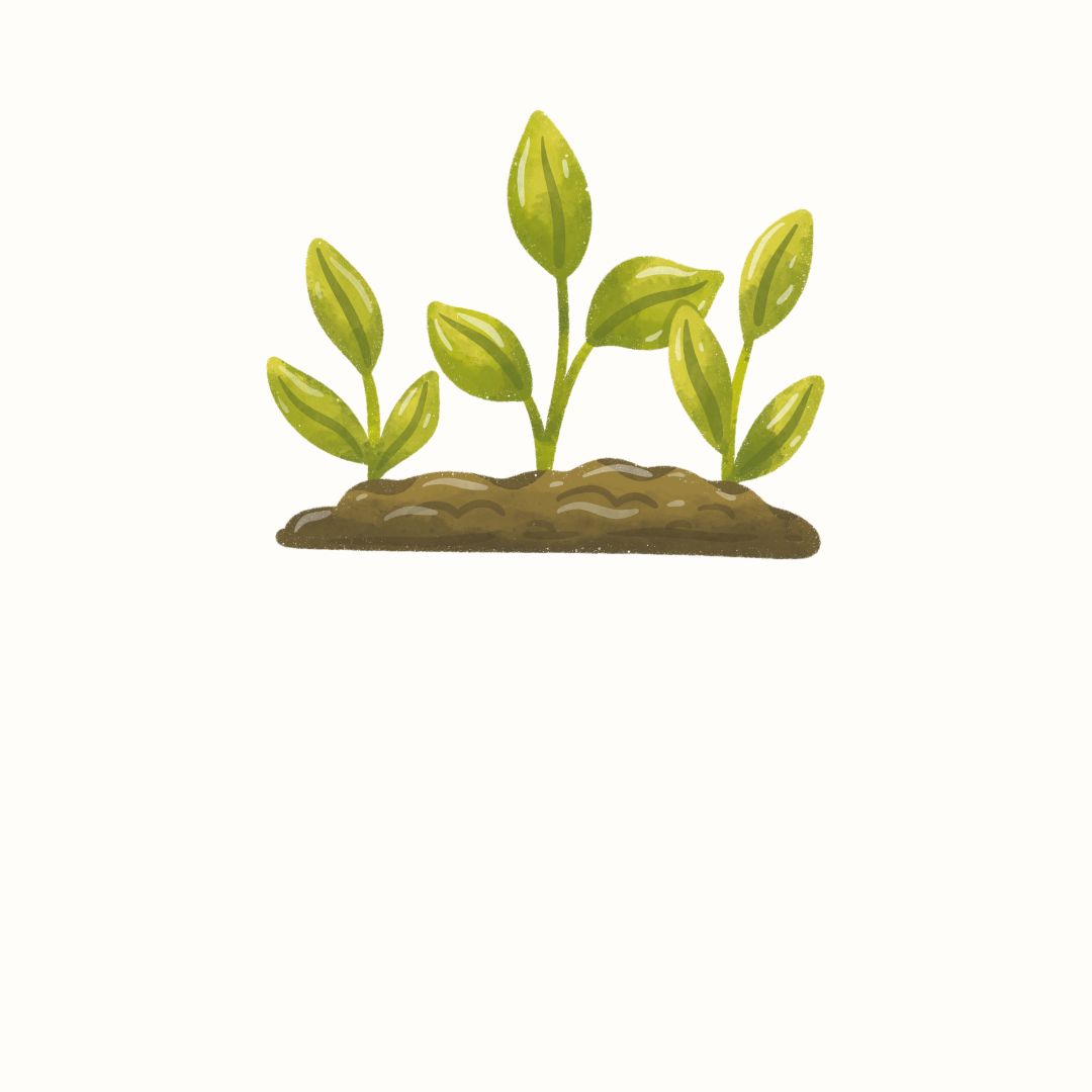 Seedling